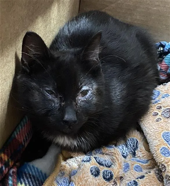 A young medium-sized male Domestic Short Hair cat named Billy for adoption in Dallas, TX