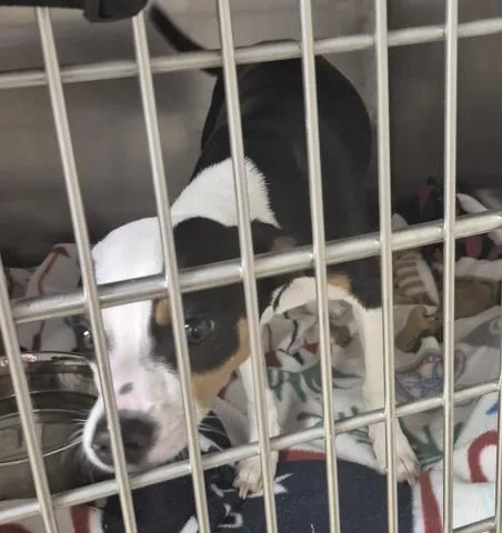 A young small-sized male Chihuahua dog named Arlo for adoption in Decatur, IL