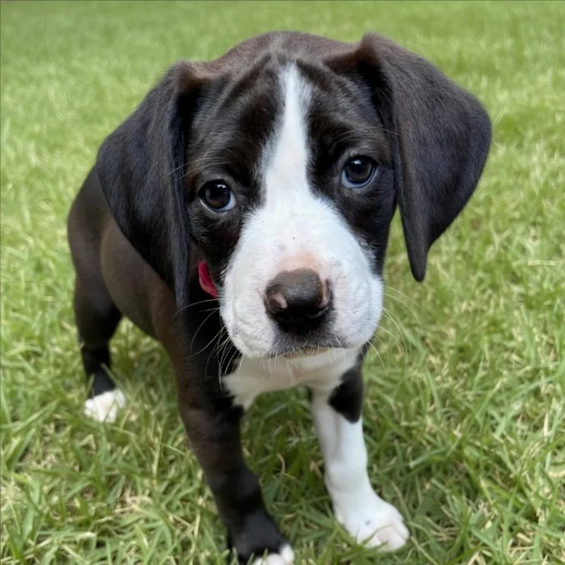 A baby medium-sized female Black Mixed Breed dog named Tala for adoption in Huntsville, AL