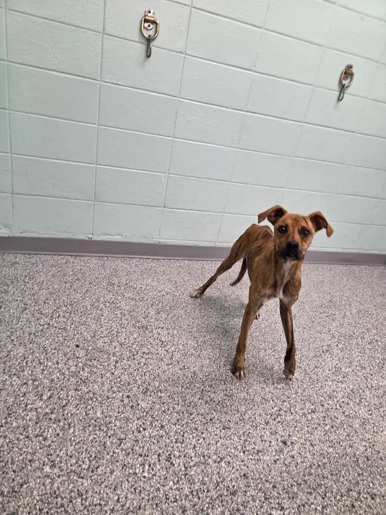 A baby medium-sized female Terrier dog named Bailey for adoption in Athens, TN