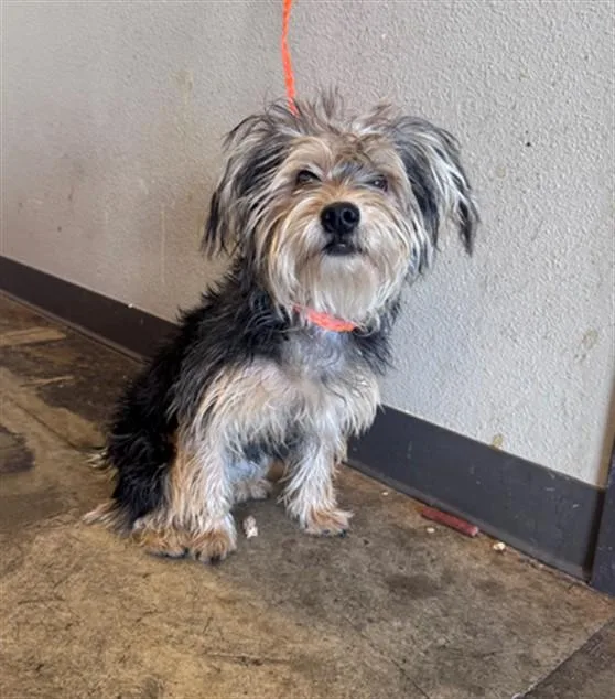 A young small-sized male Yorkshire Terrier dog named Remus for adoption in Ontario, CA