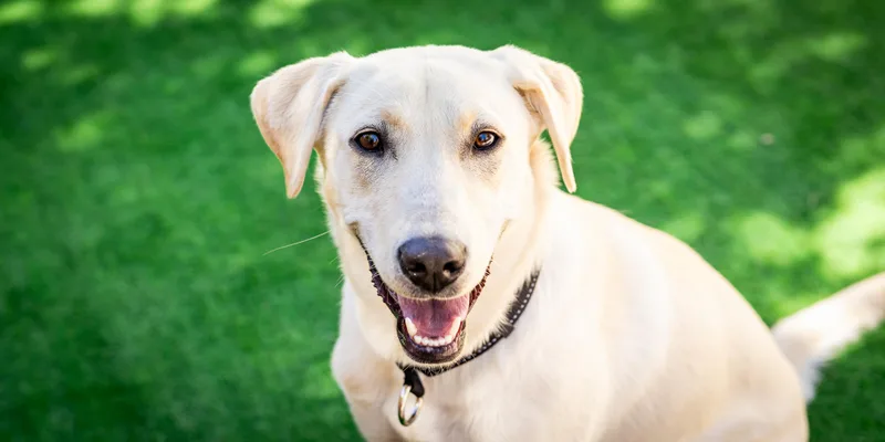 A baby medium-sized female Yellow / Tan / Blond / Fawn Labrador Retriever dog named Stella for adoption in Las Vegas, NV