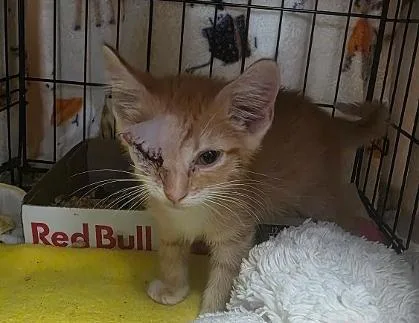 A baby small-sized male Domestic Short Hair cat named Toby for adoption in Clinton, MO