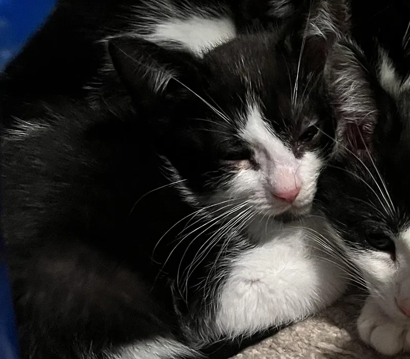 A baby medium-sized female Domestic Short Hair cat named Frosted Flakes for adoption in Walled Lake, MI