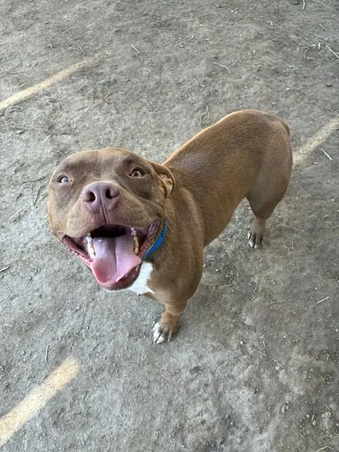 An adult medium-sized male Pit Bull Terrier dog named Henry for adoption in Riverside, CA