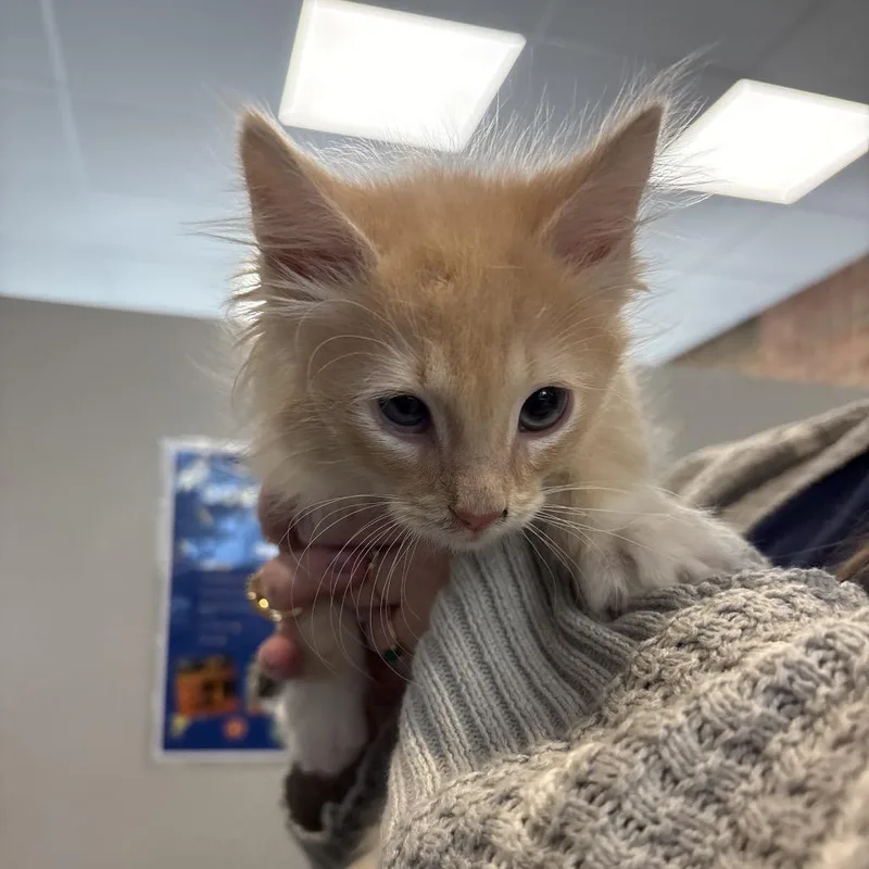 A baby small-sized male Domestic Short Hair cat named Sunny D for adoption in Allentown, PA
