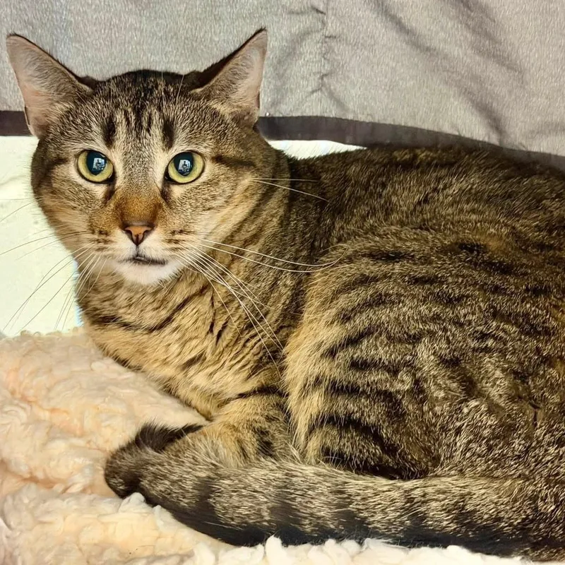 An adult small-sized female Domestic Short Hair cat named Molly for adoption in Columbia, IL
