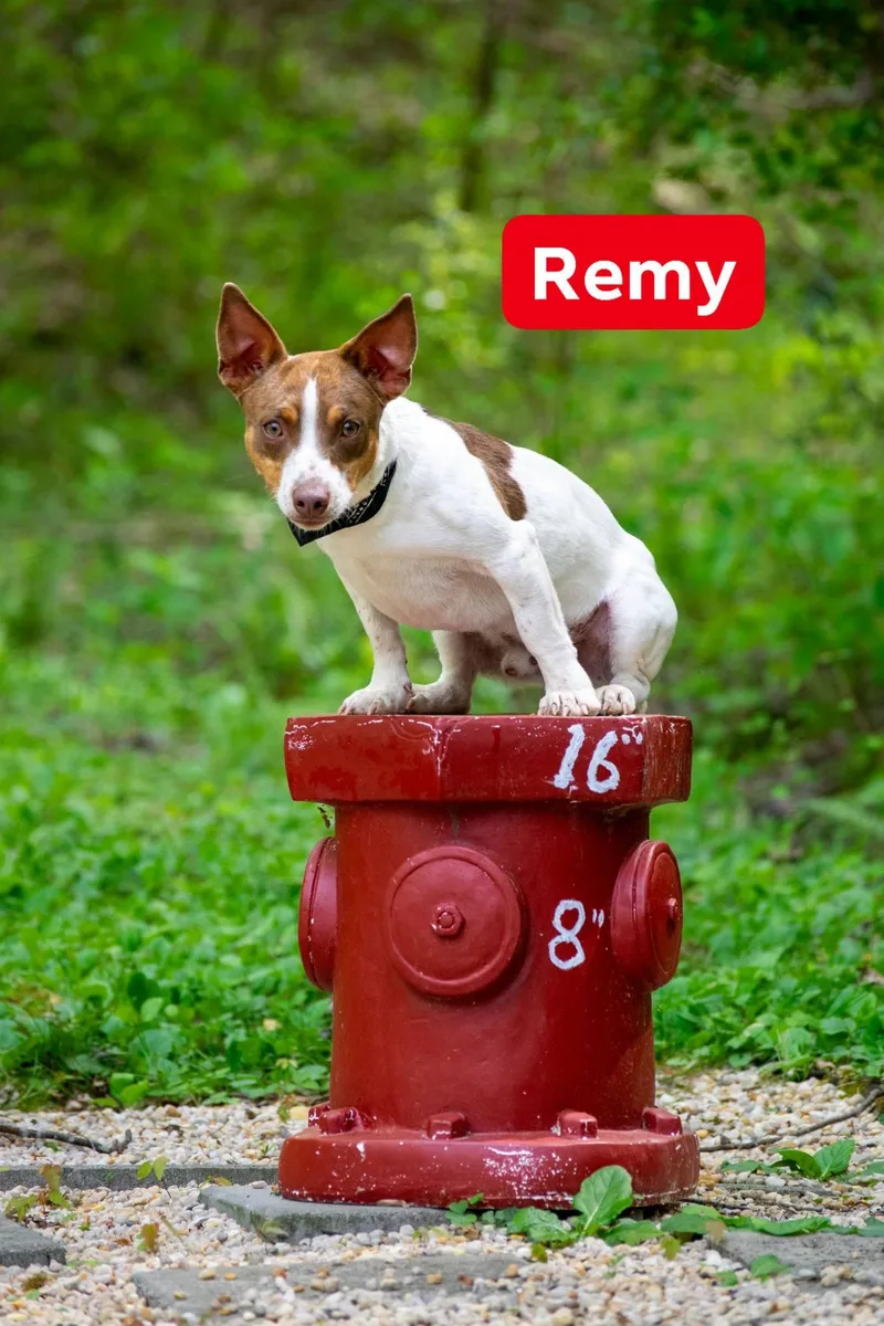 A young small-sized male White / Cream Rat Terrier dog named Remy for adoption in Sevierville, TN