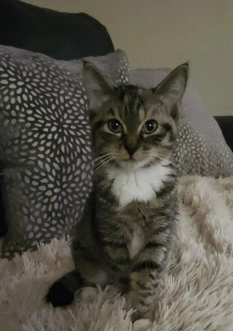 A baby medium-sized female Tabby (Gray / Blue / Silver) Tabby cat named Beans for adoption in Gilbert, AZ