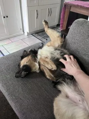 An adult large-sized female Shepherd dog named Eva for adoption in Washington, DC