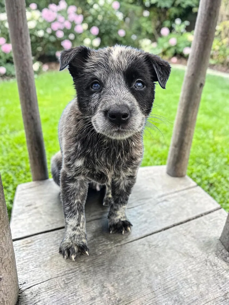 A baby medium-sized female Australian Cattle Dog / Blue Heeler dog named Carolyn for adoption in McKinney, TX