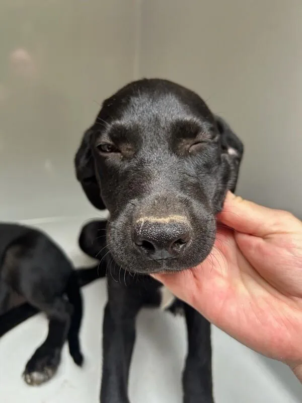 A young small-sized male Black Labrador Retriever dog named Stormy for adoption in Mobile, AL