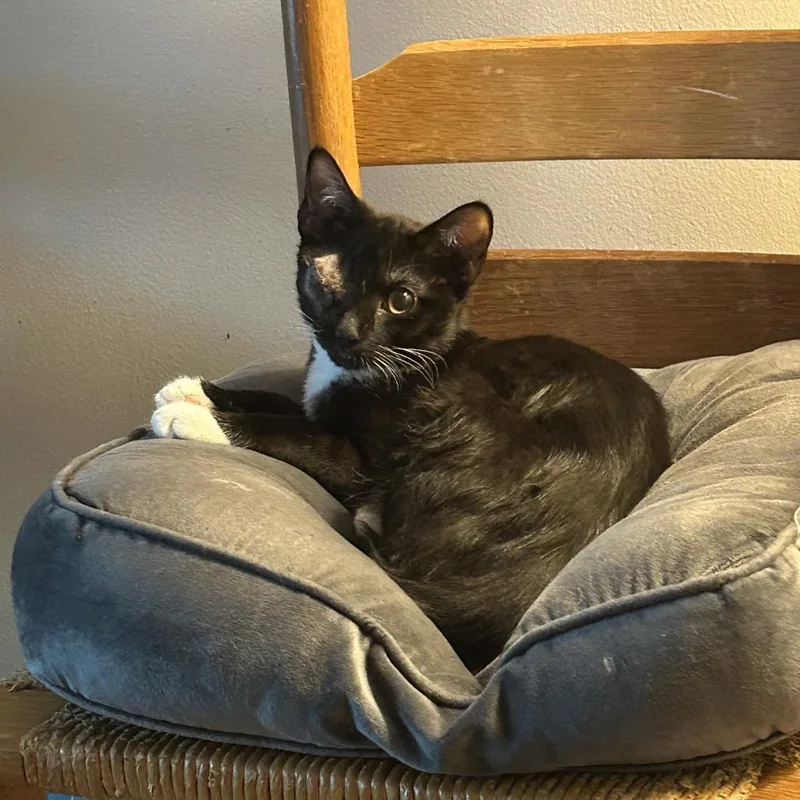 A baby small-sized male Domestic Short Hair cat named Gavin for adoption in Cumming, GA