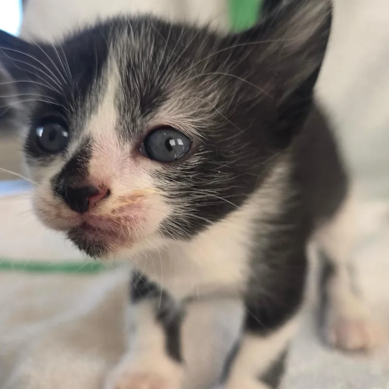 A baby small-sized female White Domestic Short Hair cat named Leia for adoption in Chapel Hill, NC