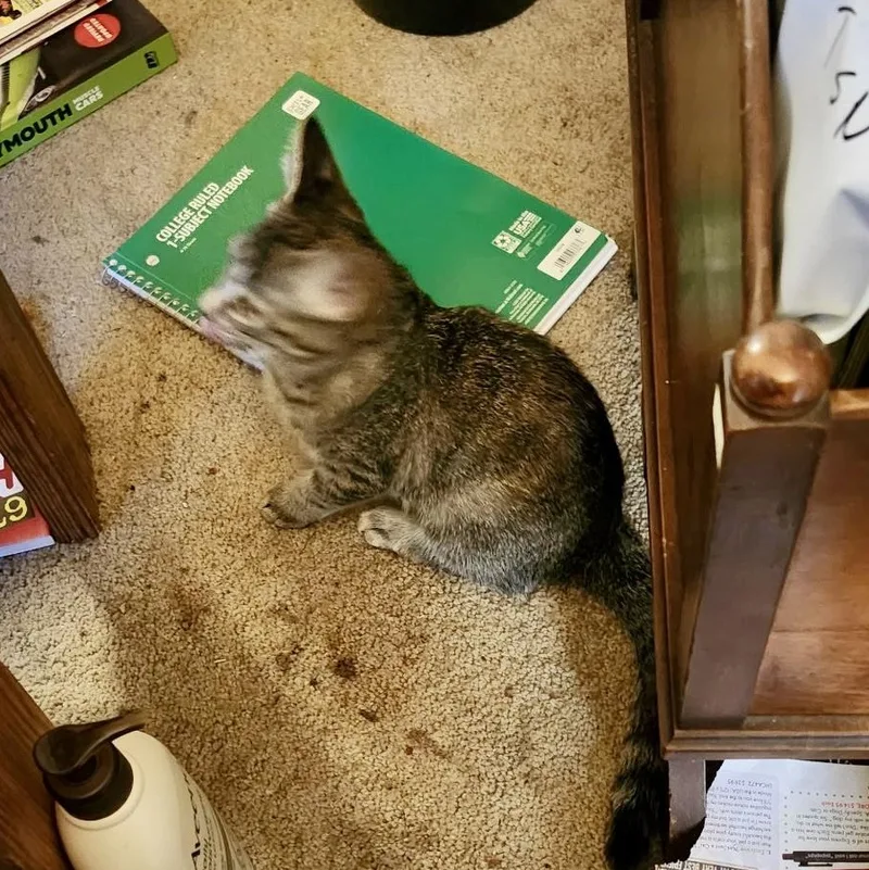 A baby small-sized female Tabby (Buff / Tan / Fawn) Domestic Short Hair cat named Tarot Card for adoption in Richmond, VA