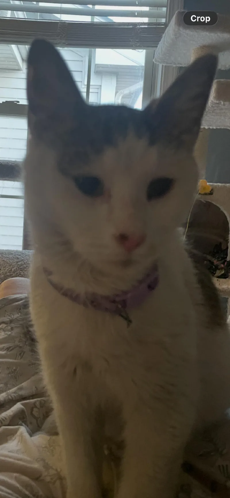 A young medium-sized female Gray & White Domestic Short Hair cat named Vale for adoption in Mokena, IL