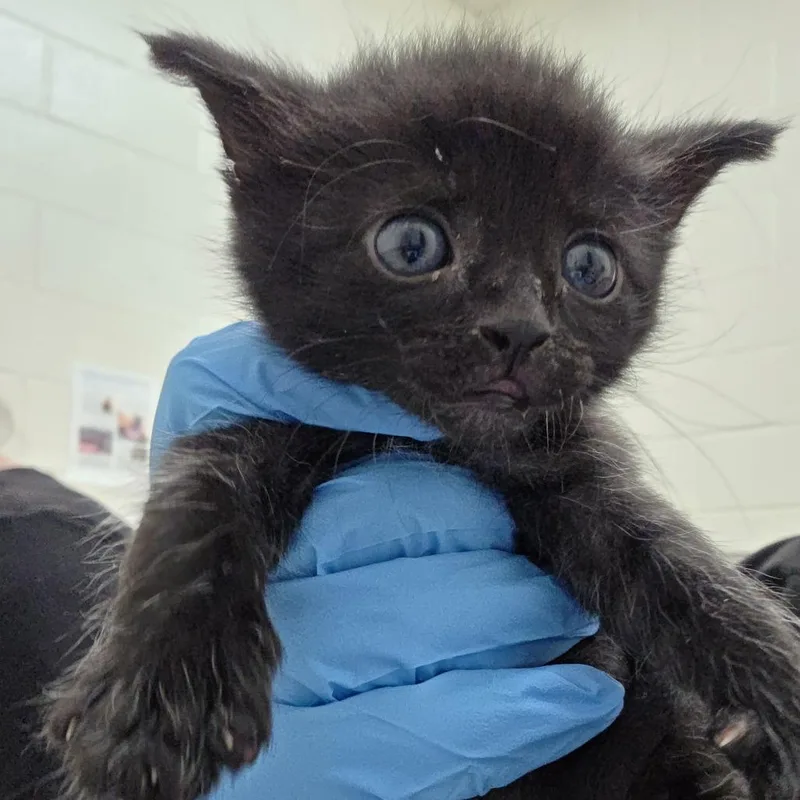 A baby small-sized female Black Domestic Short Hair cat named Viking for adoption in Auburn, AL