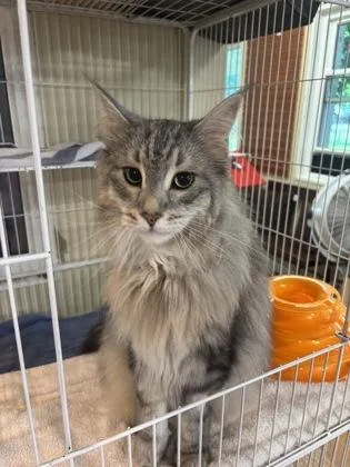 An adult extra large-sized male Gray / Blue / Silver Maine Coon cat named Staples for adoption in Annapolis, MD