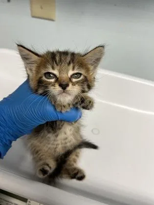 A baby small-sized female Domestic Short Hair cat named Marsha Mellow for adoption in Largo, FL