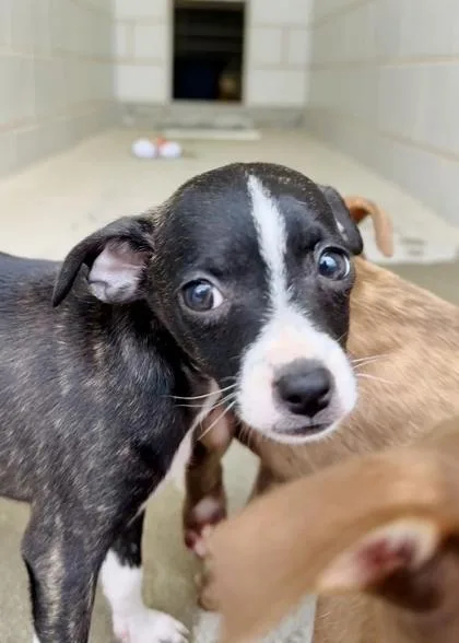 A baby small-sized female Chihuahua dog named Daisy for adoption in Madison, NJ