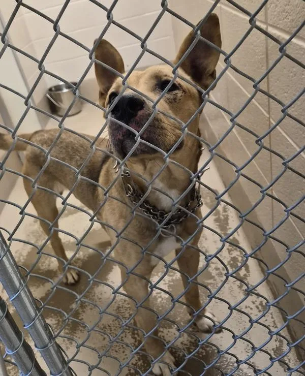 An adult large-sized male Shepherd dog named Cb D for adoption in Lawrenceville, GA
