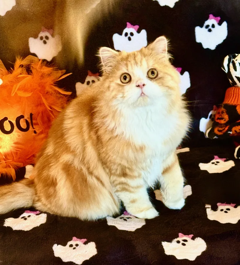 A young medium-sized male Scottish Fold cat named Milo for adoption in Davis, CA