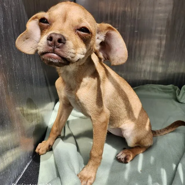 A baby small-sized female Chihuahua dog named Petunia for adoption in San Antonio, TX
