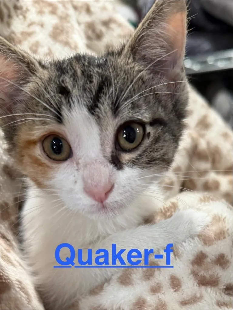 Quaker