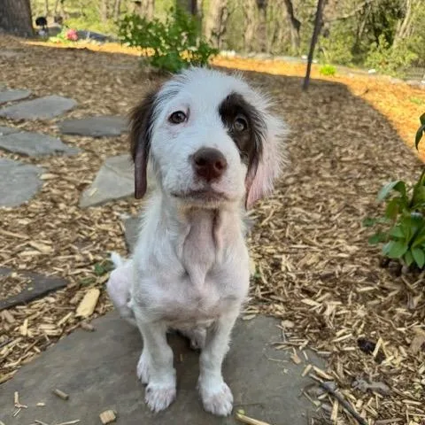 A baby small-sized female White / Cream Mixed Breed dog named Sorbet for adoption in Buffalo, MN