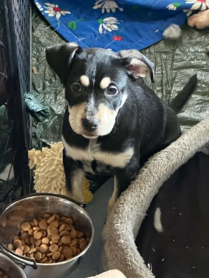 A baby medium-sized female Black Shepherd dog named Riley LH for adoption in Austin, TX