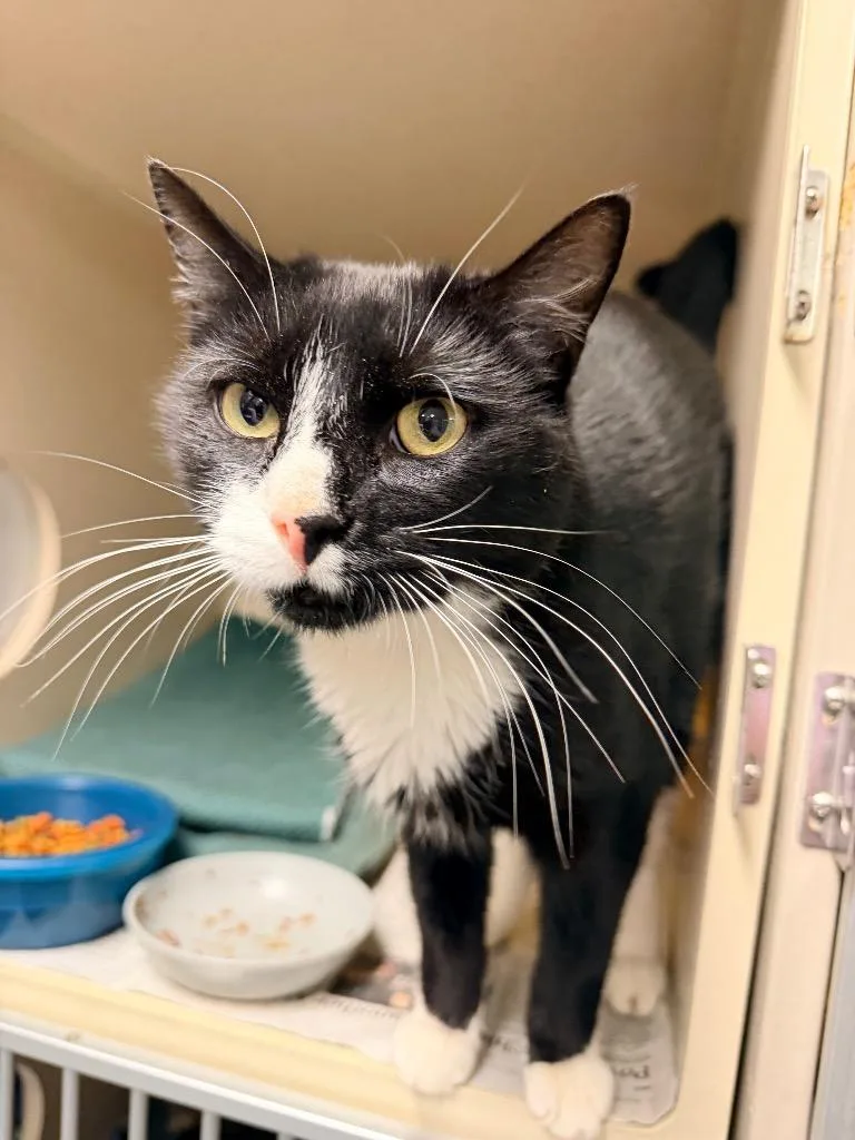 An adult medium-sized male Domestic Short Hair cat named Ziggy for adoption in Pottsville, PA
