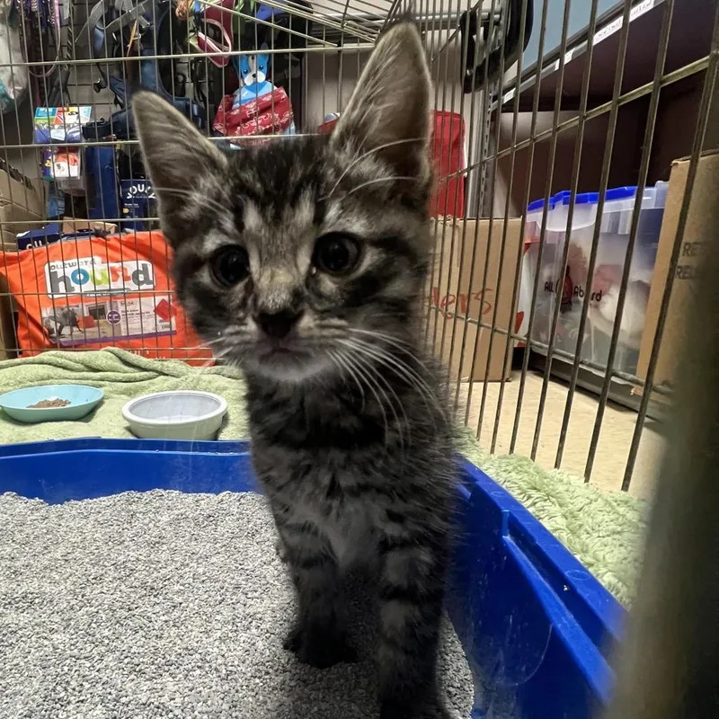 A baby small-sized male Brown / Chocolate Domestic Short Hair cat named Lizard for adoption in Fort Collins, CO