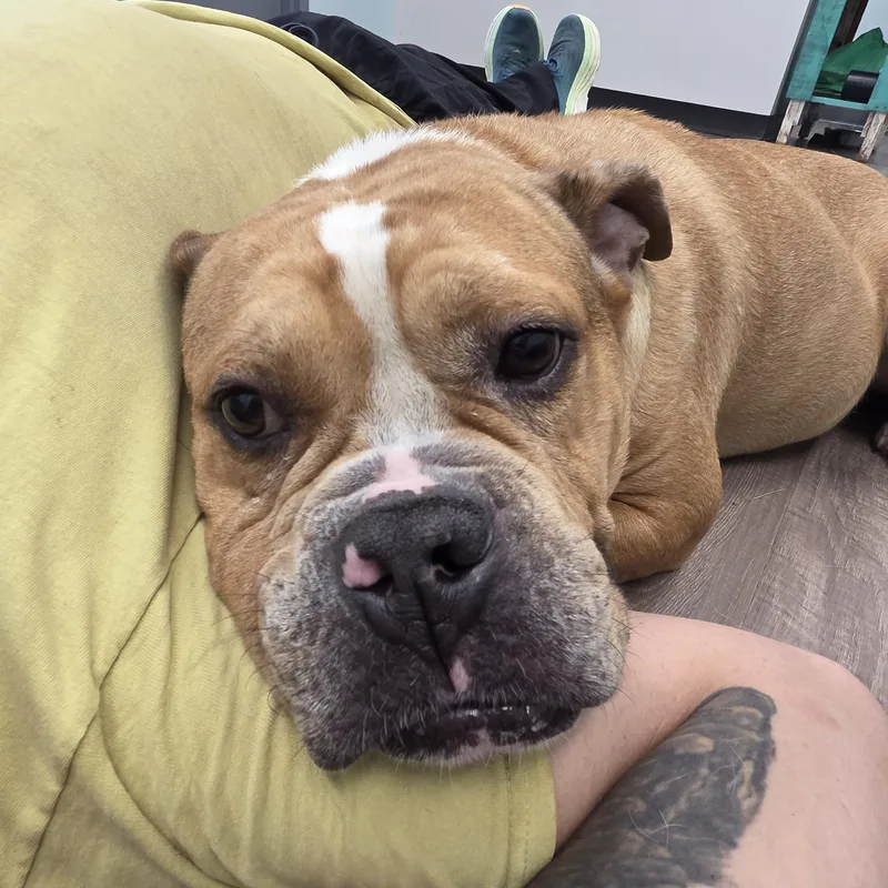 Dozer