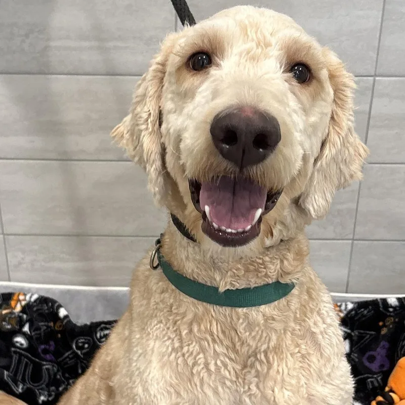 An adult large-sized male Apricot / Beige Labrador Retriever dog named Max for adoption in Calverton, NY
