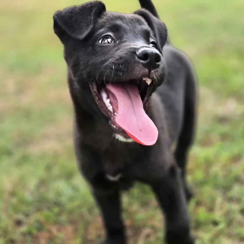 A young medium-sized female Black Mixed Breed dog named Sasha for adoption in Sheridan, AR