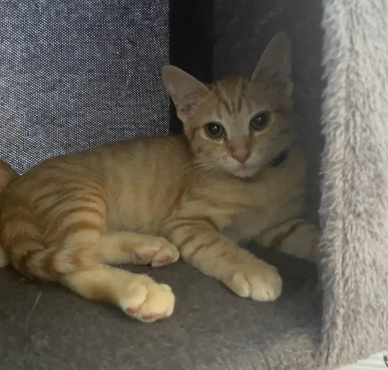 A baby medium-sized male Tabby (Orange / Red) Tabby cat named Samosa for adoption in Huntington Beach, CA