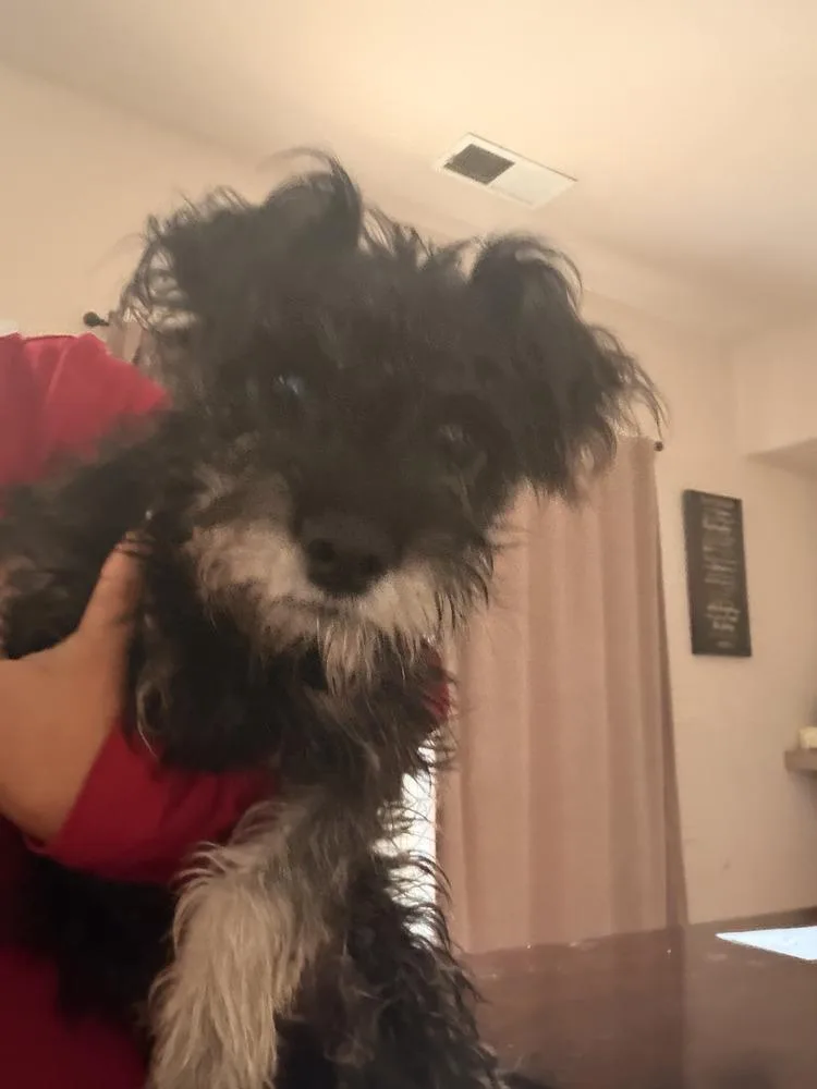 A young small-sized female Schnauzer dog named Laila for adoption in Albuquerque, NM