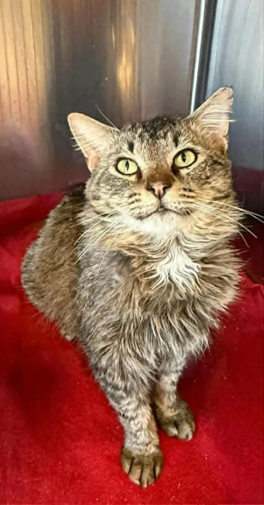 A young medium-sized male Domestic Short Hair cat named Toby for adoption in Columbia, TN