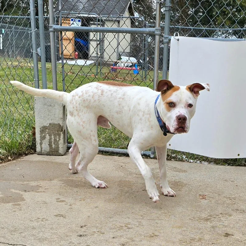 Winchester thumbnail 6