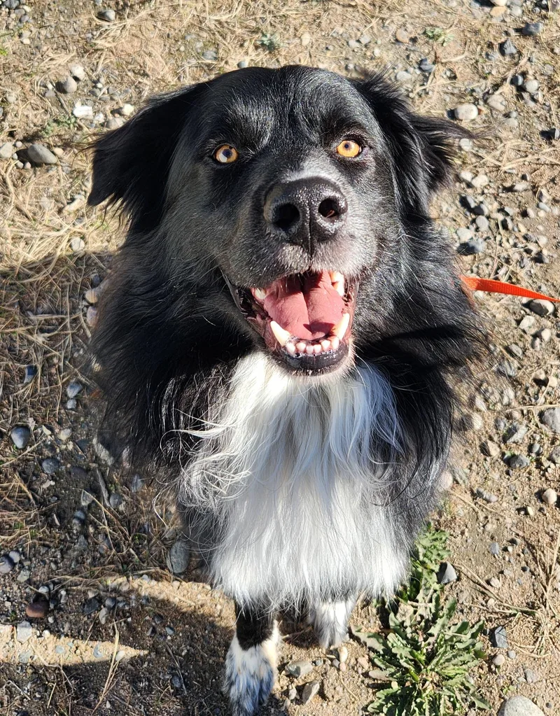 An adult large-sized male Newfoundland Dog dog named Panda for adoption in Billings, MT