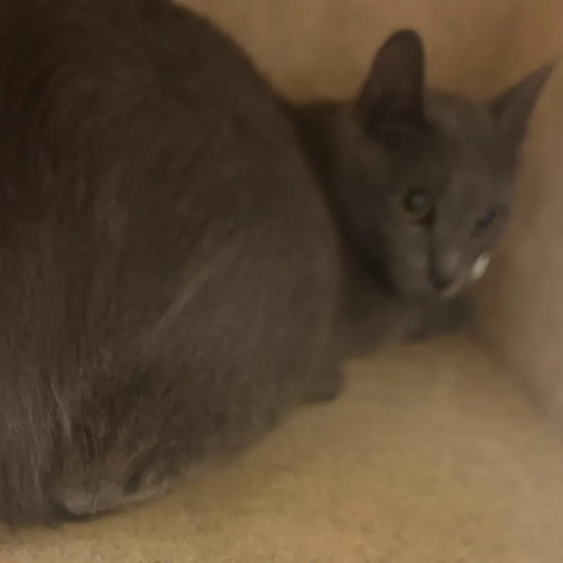 An adult medium-sized female Gray / Blue / Silver Domestic Medium Hair cat named Grisi for adoption in Philadelphia, PA