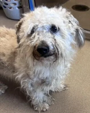 An adult small-sized male Poodle dog named Hurley for adoption in Dallas, TX
