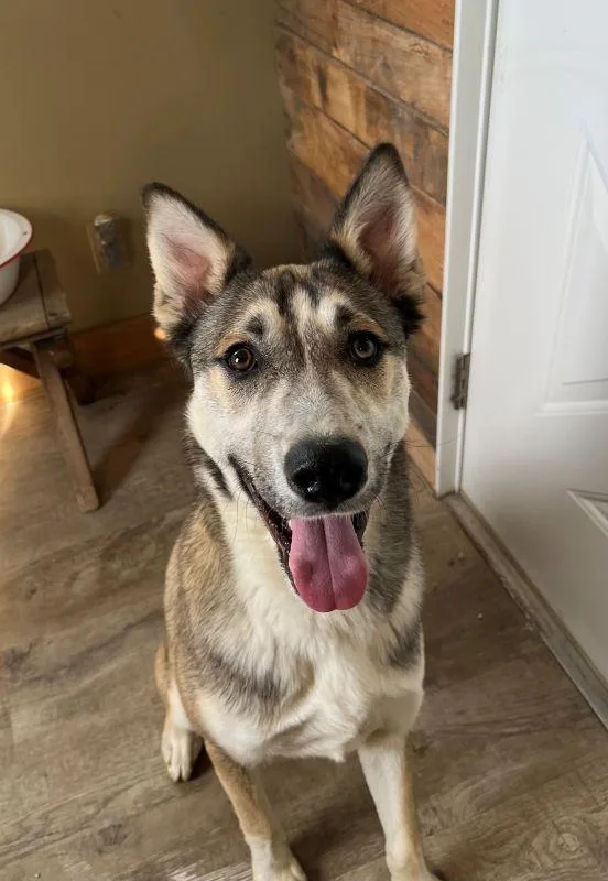 A baby medium-sized male Husky dog named Whiskey for adoption in Genoa, IL