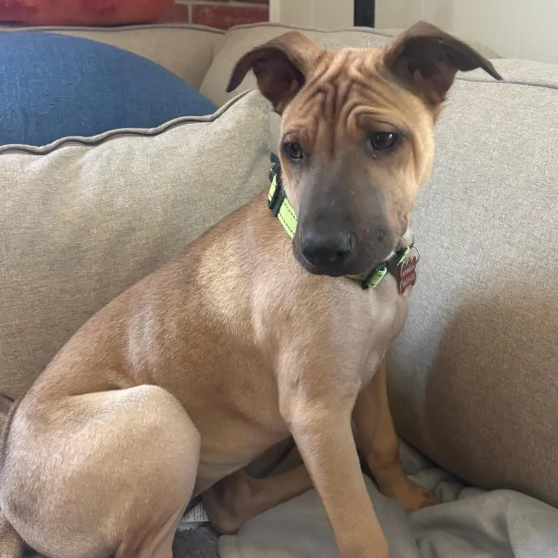 A baby medium-sized female Border Collie dog named Tonka for adoption in Newport Beach, CA