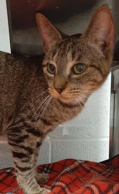 An adult medium-sized female Domestic Short Hair cat named Hattie for adoption in Gastonia, NC