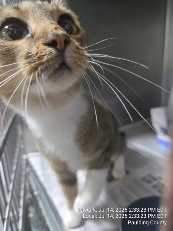 An adult medium-sized female Domestic Medium Hair cat named b Monica for adoption in Dallas, GA