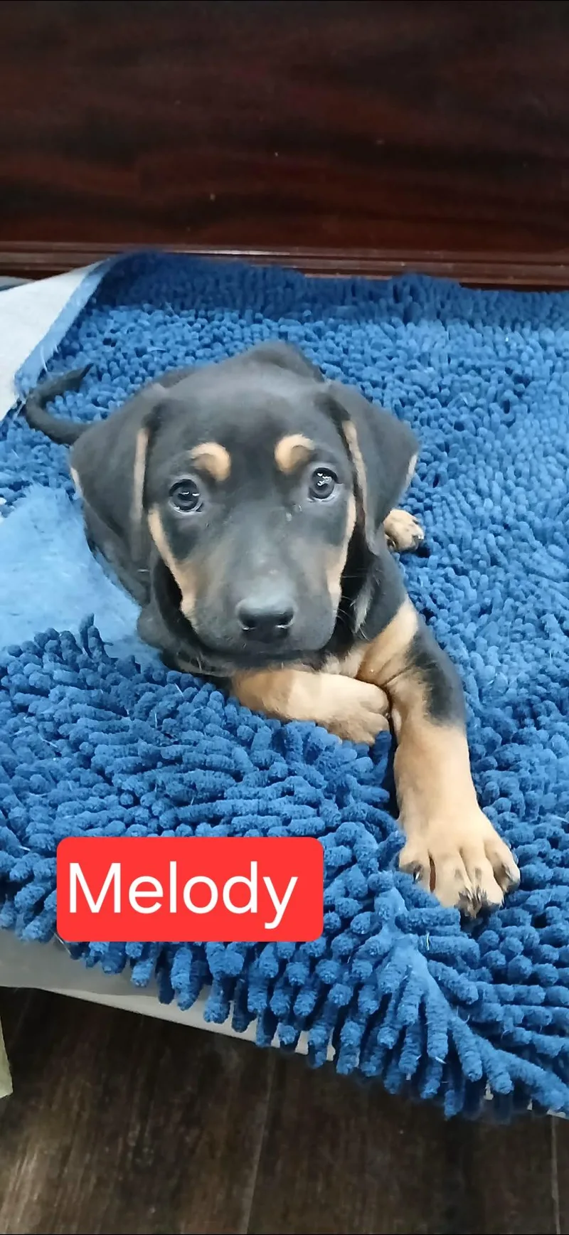 A baby medium-sized female Black Hound dog named Melody for adoption in Southington, CT