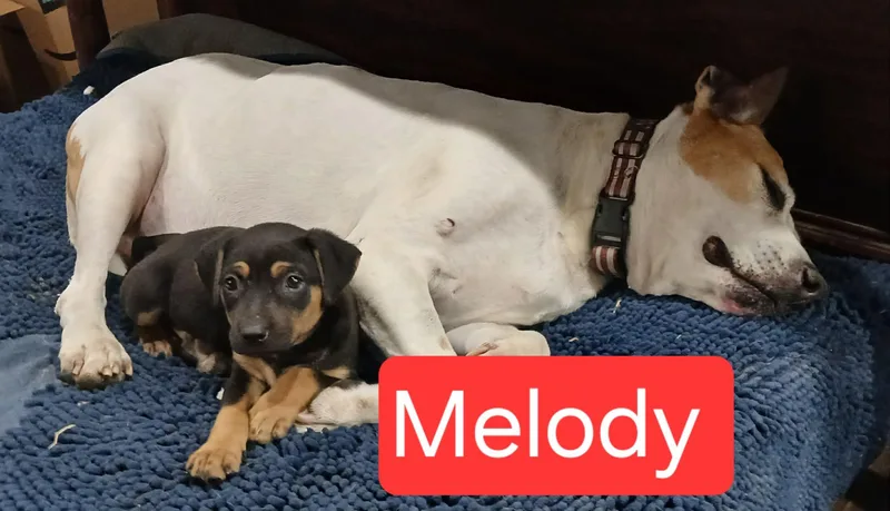 Melody thumbnail 2