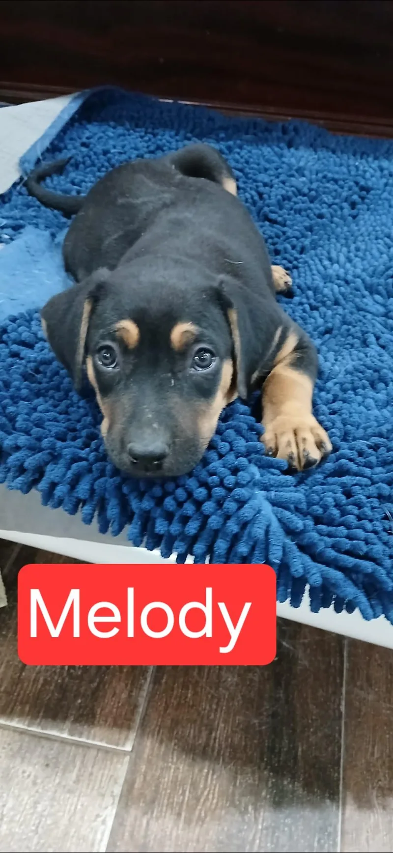 Melody thumbnail 4