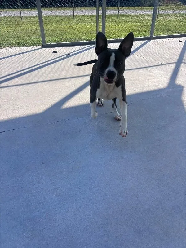 An adult medium-sized male Gray / Blue / Silver Pit Bull Terrier dog named Malachi for adoption in Burgaw, NC